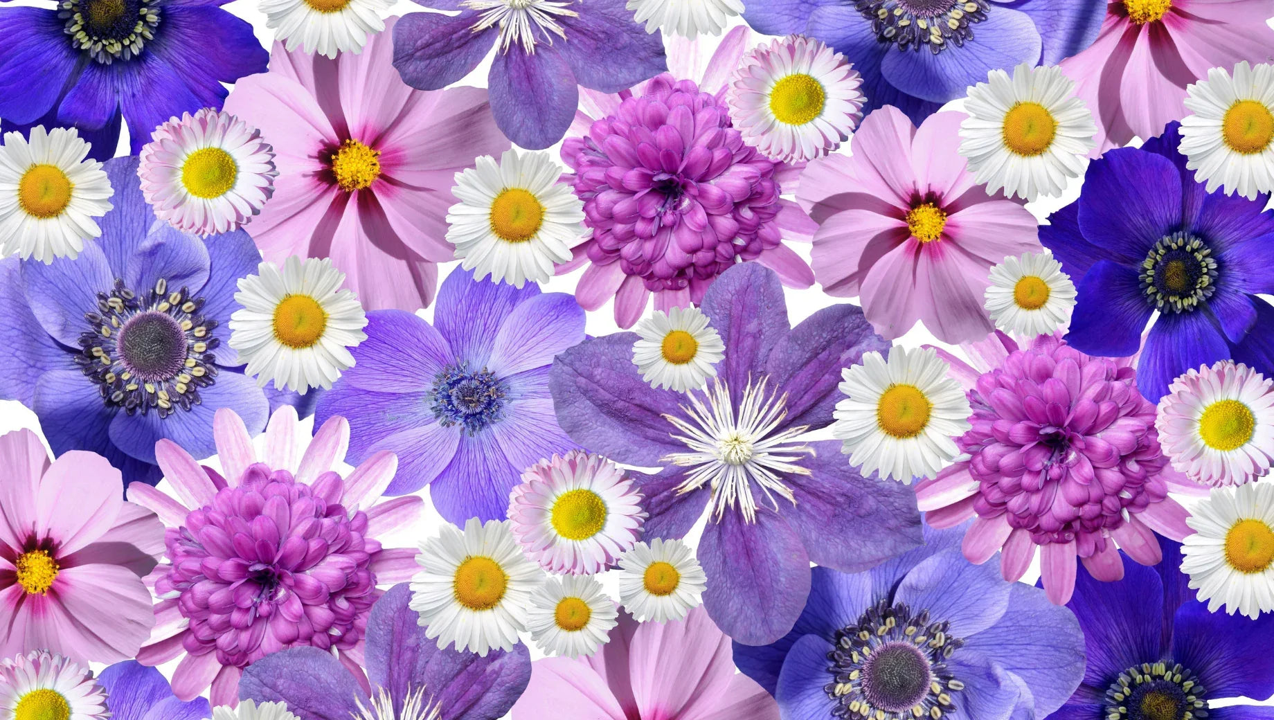 Close-up of colorful spring flowers including purple, pink, white daisies and blue anemones on white background