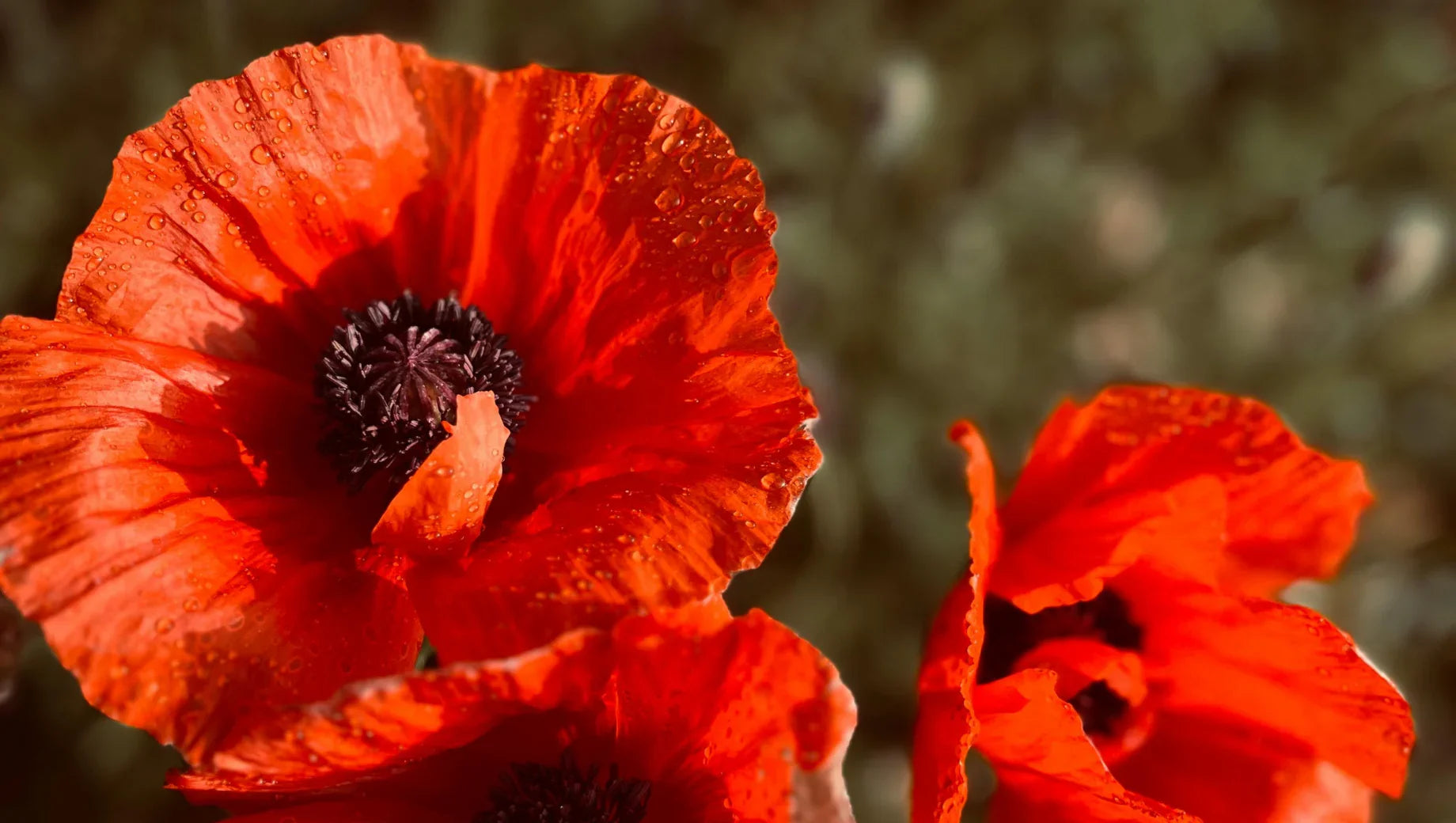 Poppies: The Flower of Remembrance in World Wars