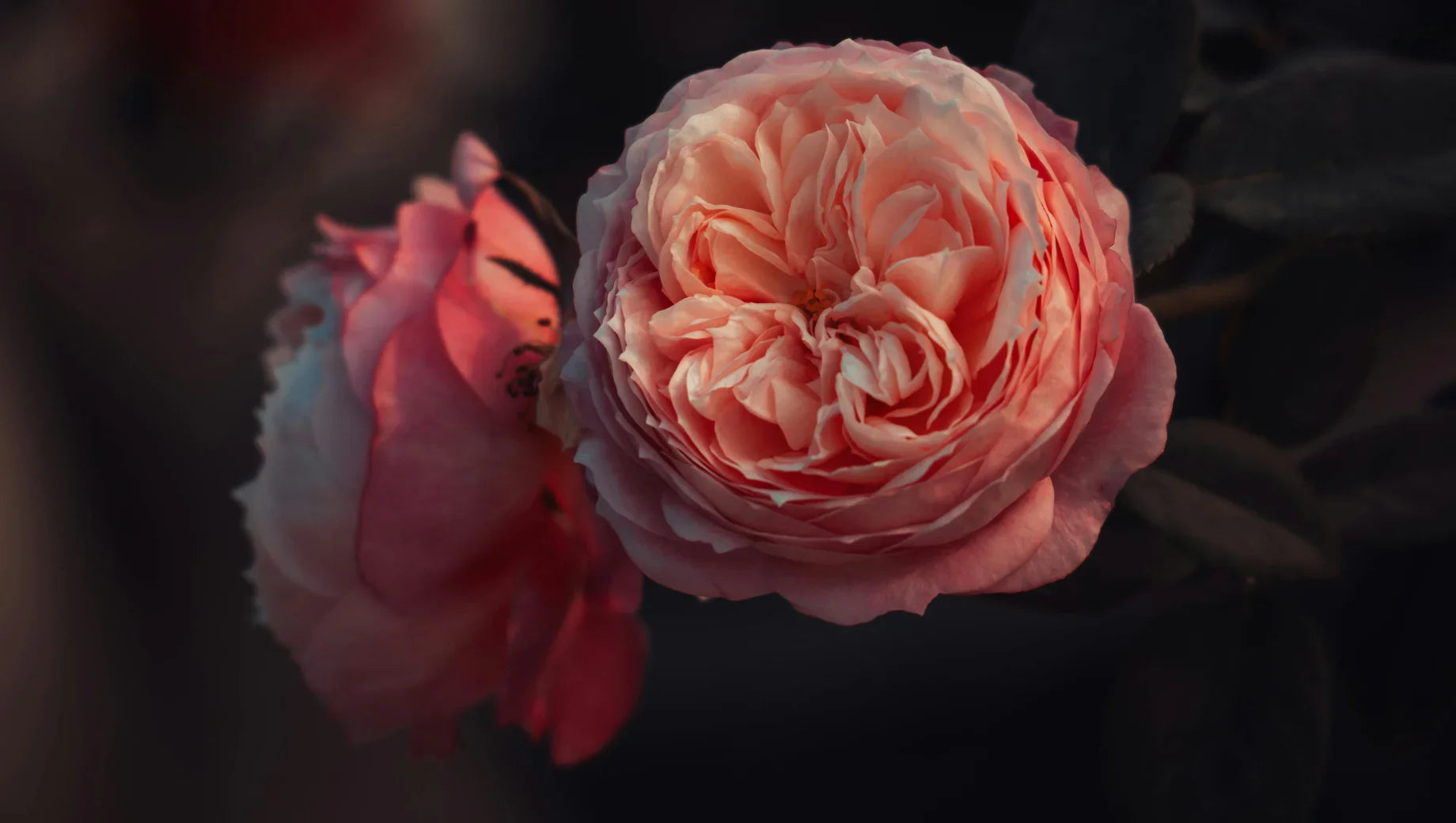 Close-up of two pink roses with detailed petals against a dark blurred background