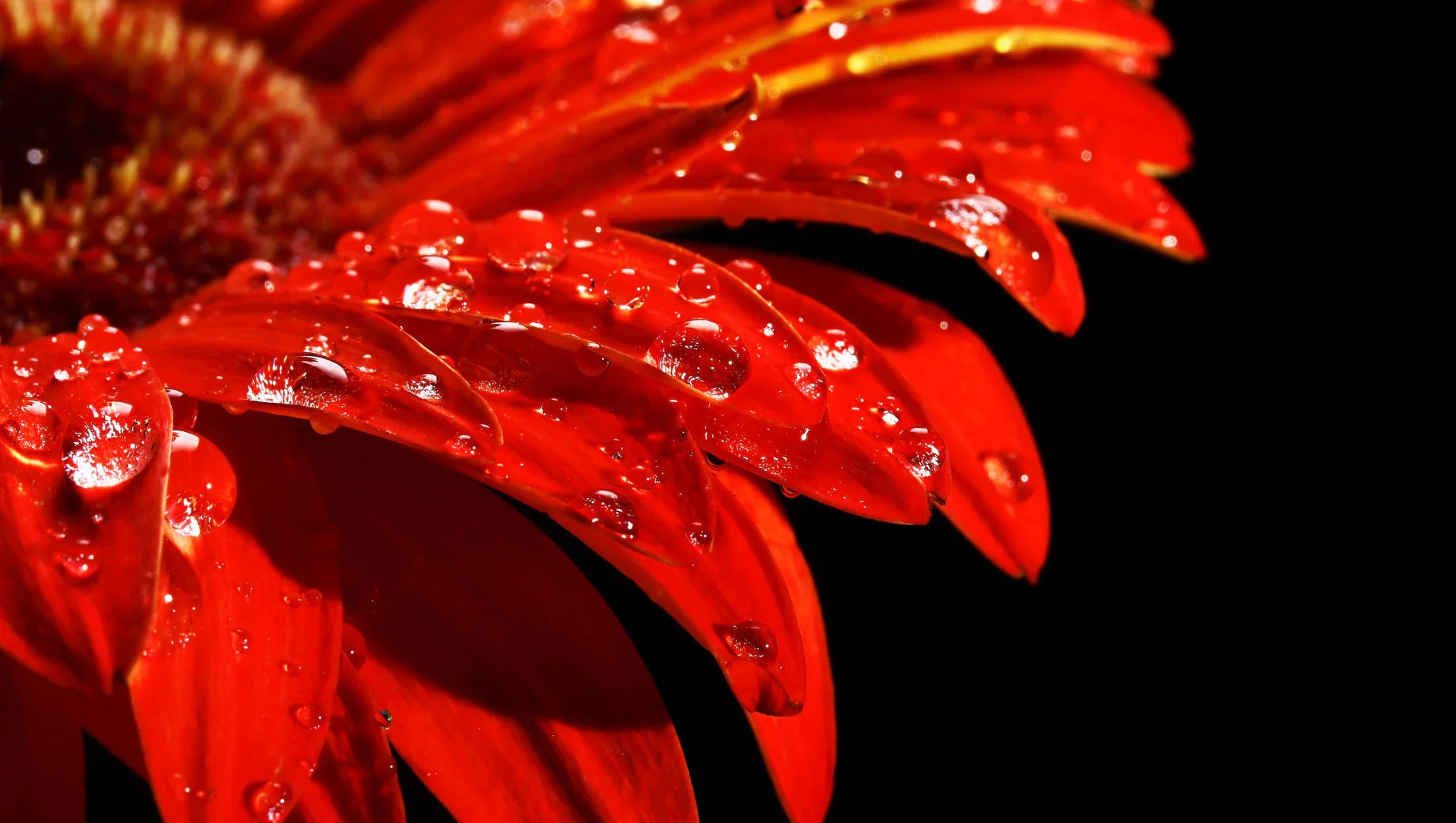 Close-up of red flower petals with water droplets on a black background