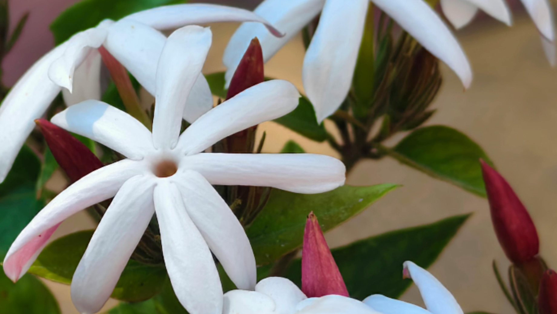 Thai Flowers to Watch: Emerging Trends You Shouldn’t Miss