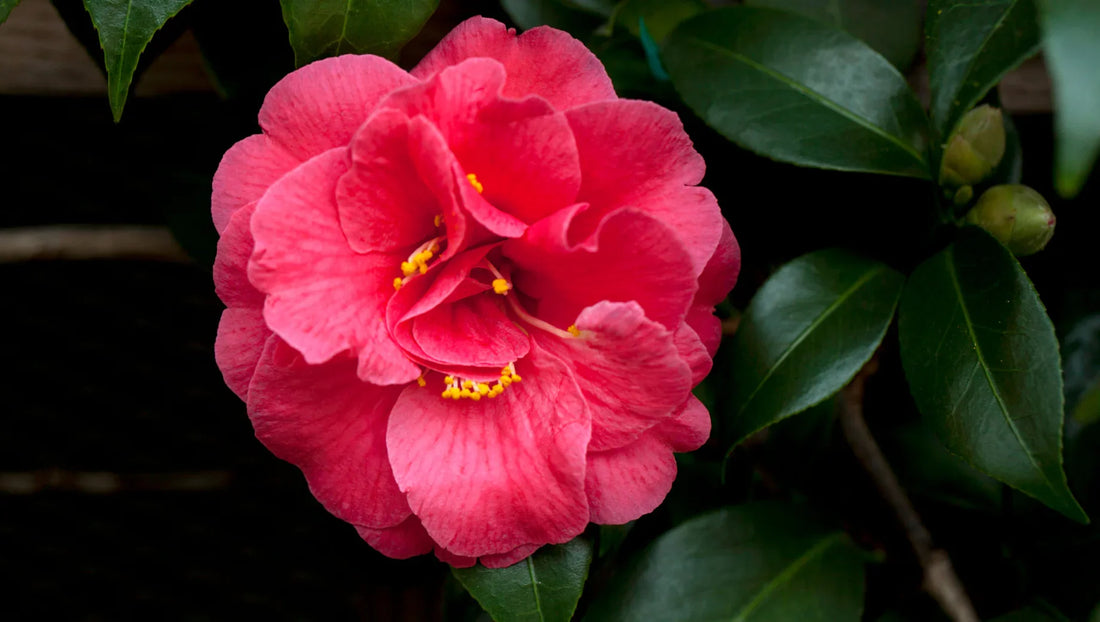 Close-up of a vibrant pink camellia flower with yellow stamens and glossy green leaves