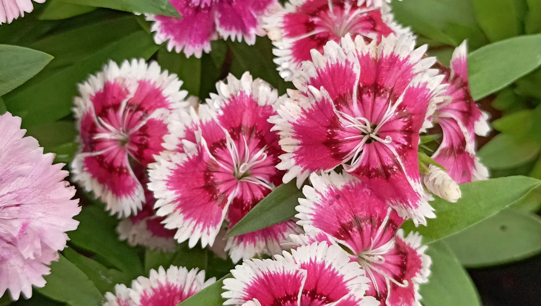 Carnations vs. Dianthus: Frilly Blooms That Often Get Mixed Up