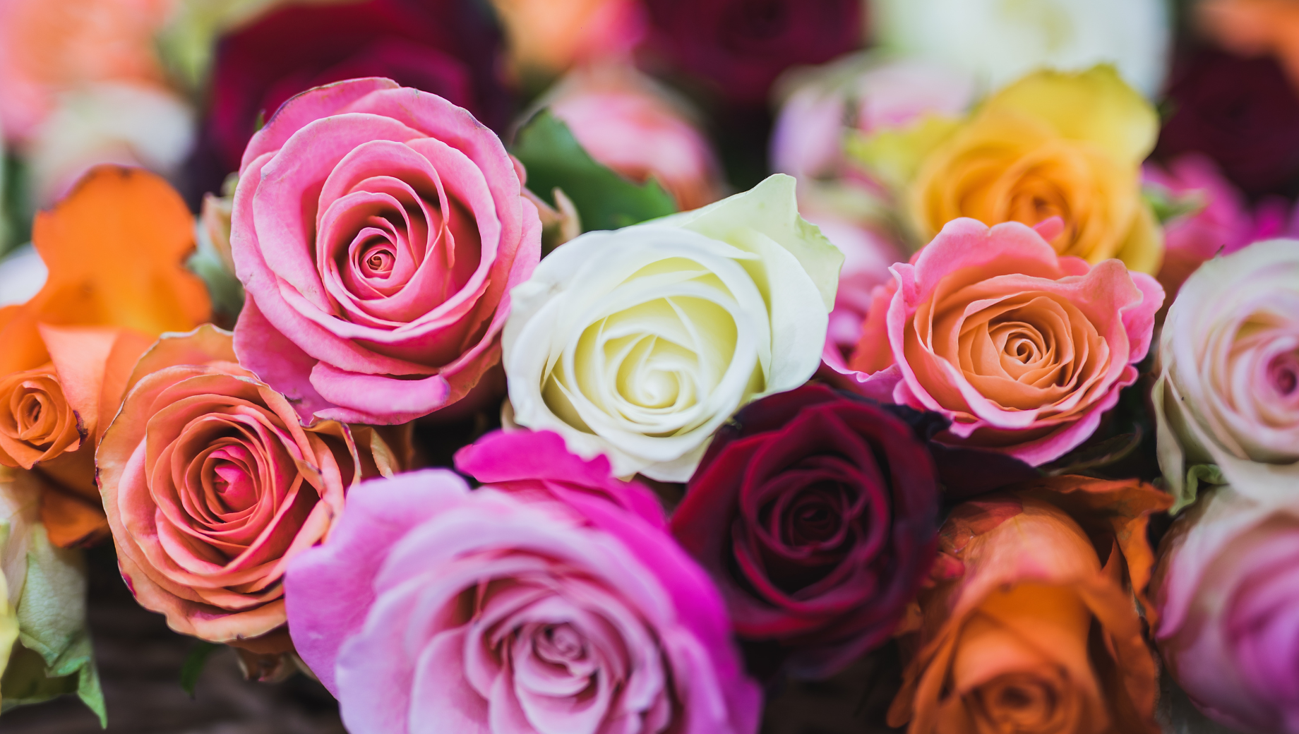 June Birth Flower: Rose Meaning, Symbolism & Birthday Gift Ideas
