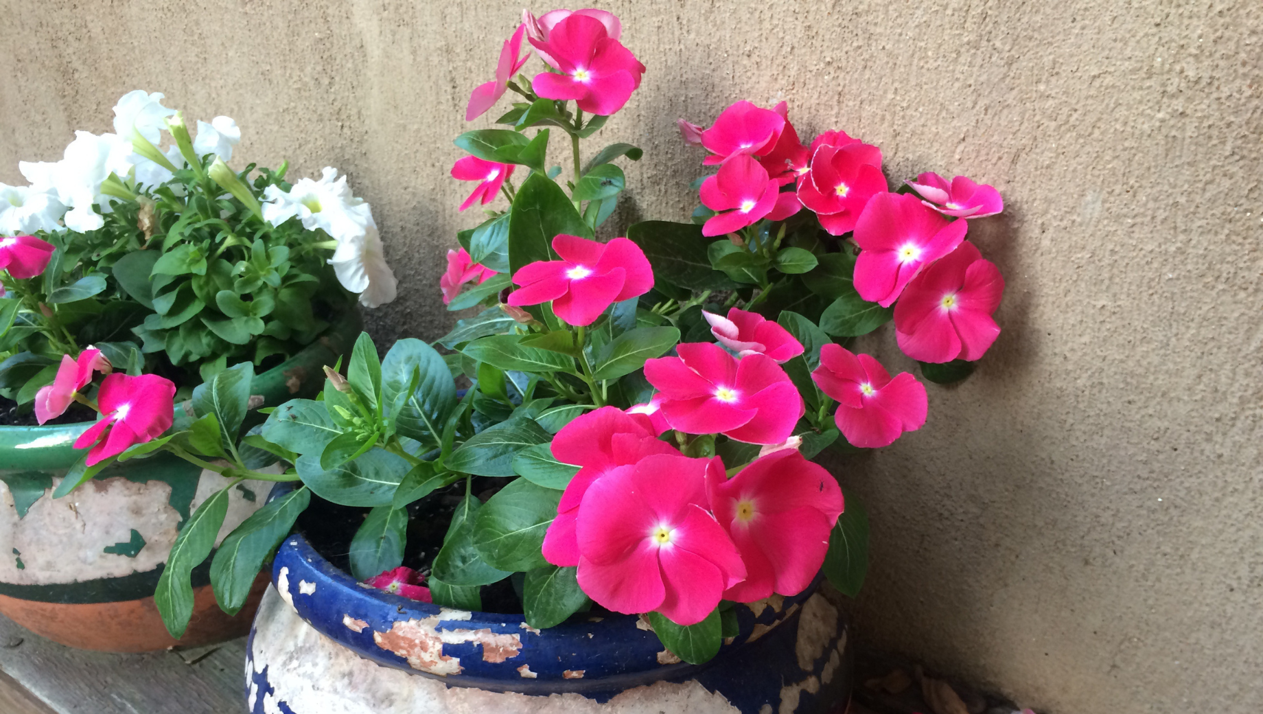 Flowers or Potted Plants for Valentine’s Day? Choosing a Gift That Matches the Relationship