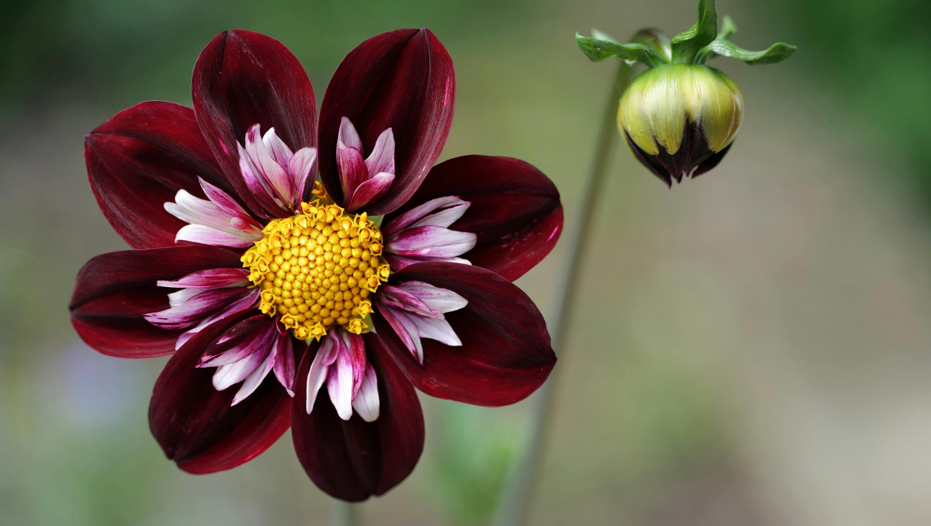 Bloom in the Dark: Finding Warmth and Meaning in Halloween Flowers