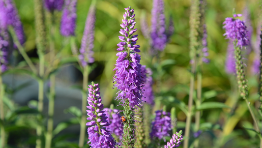 Purple Veronica flowers in a garden with green stems and a ladybug on one flower