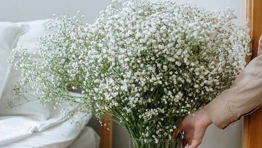 Baby’s Breath: The Timeless Filler Flower Loved by Florists Worldwide
