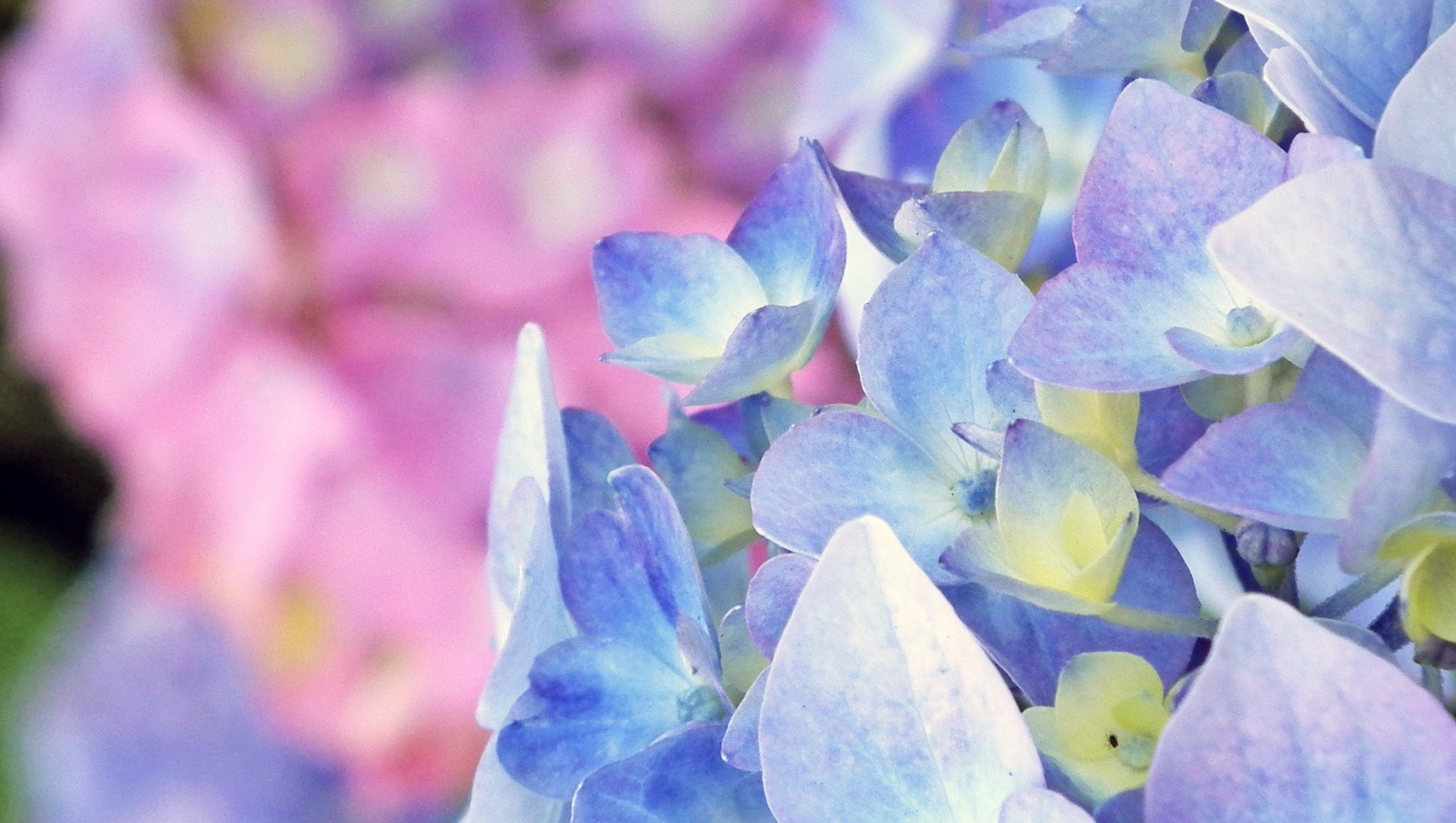 Best Flowers to Give Mom in Thailand (Beyond Jasmine)