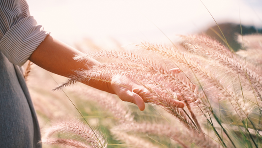 Person's hand gently touching tall grass in sunny field during golden hour