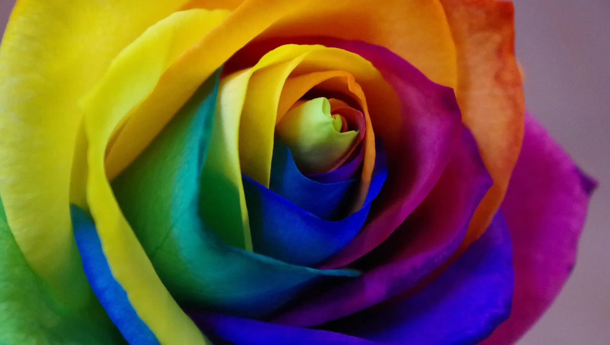 Rainbow Roses: The Meaning, Creation Process, and Why They Capture Hea ...