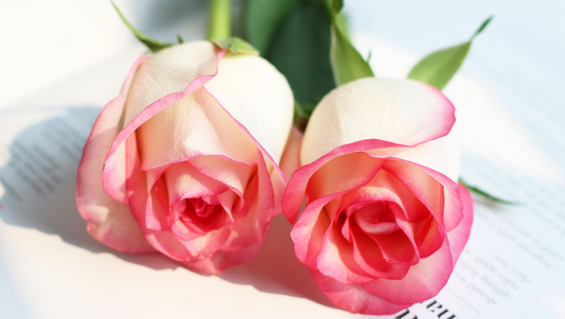 Flowers People Often Give When They Want to Make Amends