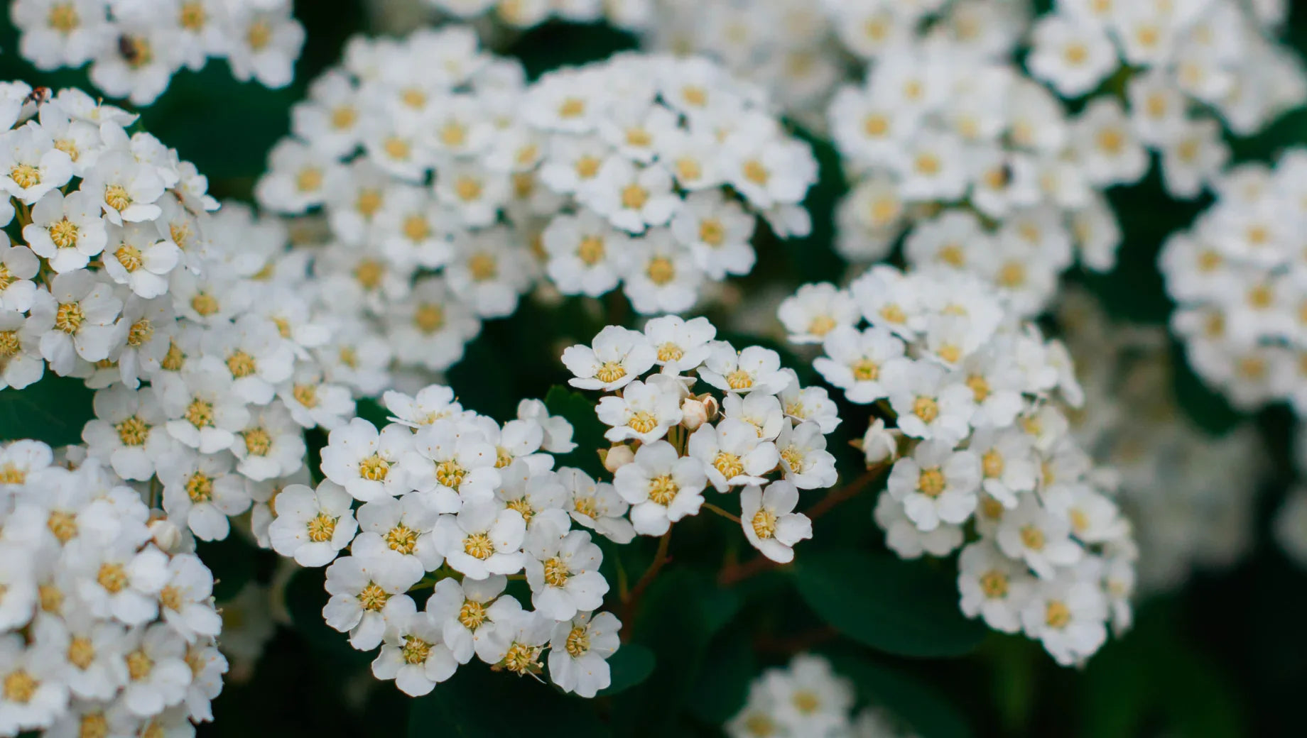 Hydrangeas vs. Viburnum: Fluffy Blooms That Often Get Confused