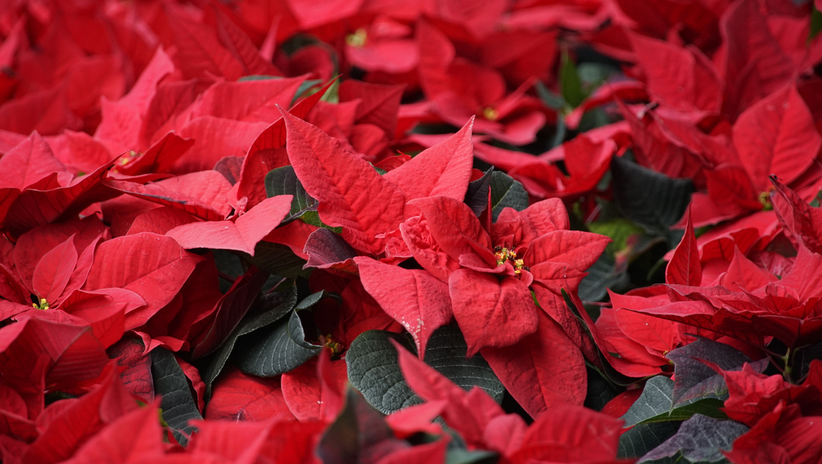 Christmas Plants & Green Gifts 2026