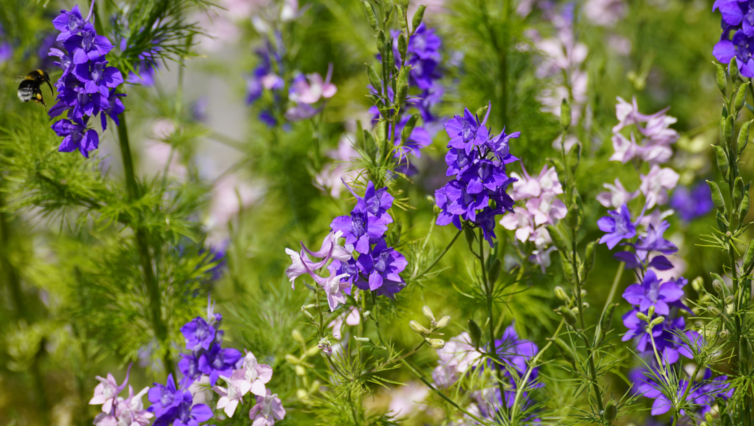 July Birth Flower: Larkspur Meaning, Symbolism & Birthday Gift Ideas