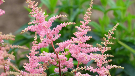 Close-up of pink astilbe flowers with green foliage background in garden