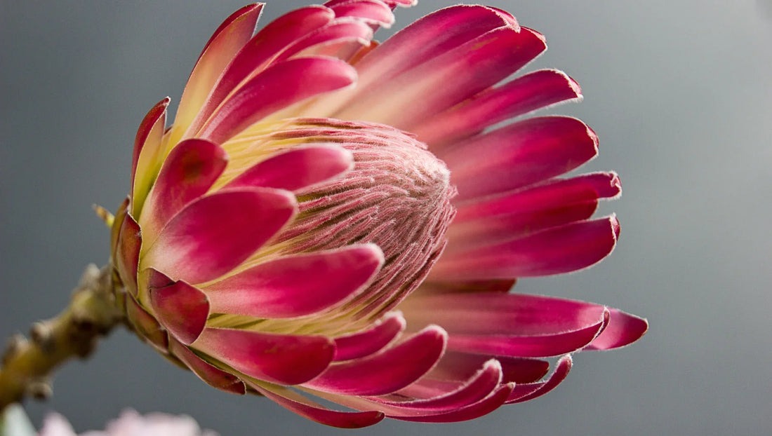 Close-up of a pink protea flower bud with soft petals against a gray background