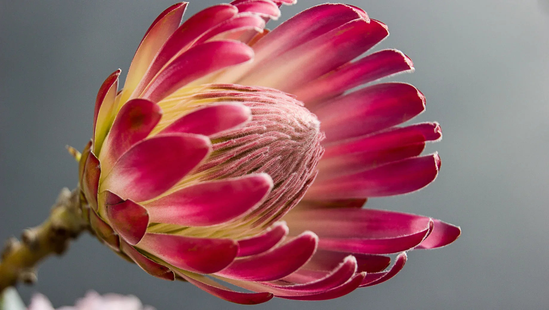 Close-up of a pink protea flower bud with soft petals against a gray background