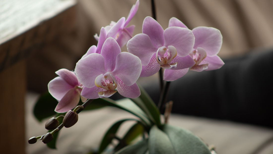 How to Care for Phalaenopsis Orchids (Easy Guide for Beginners)