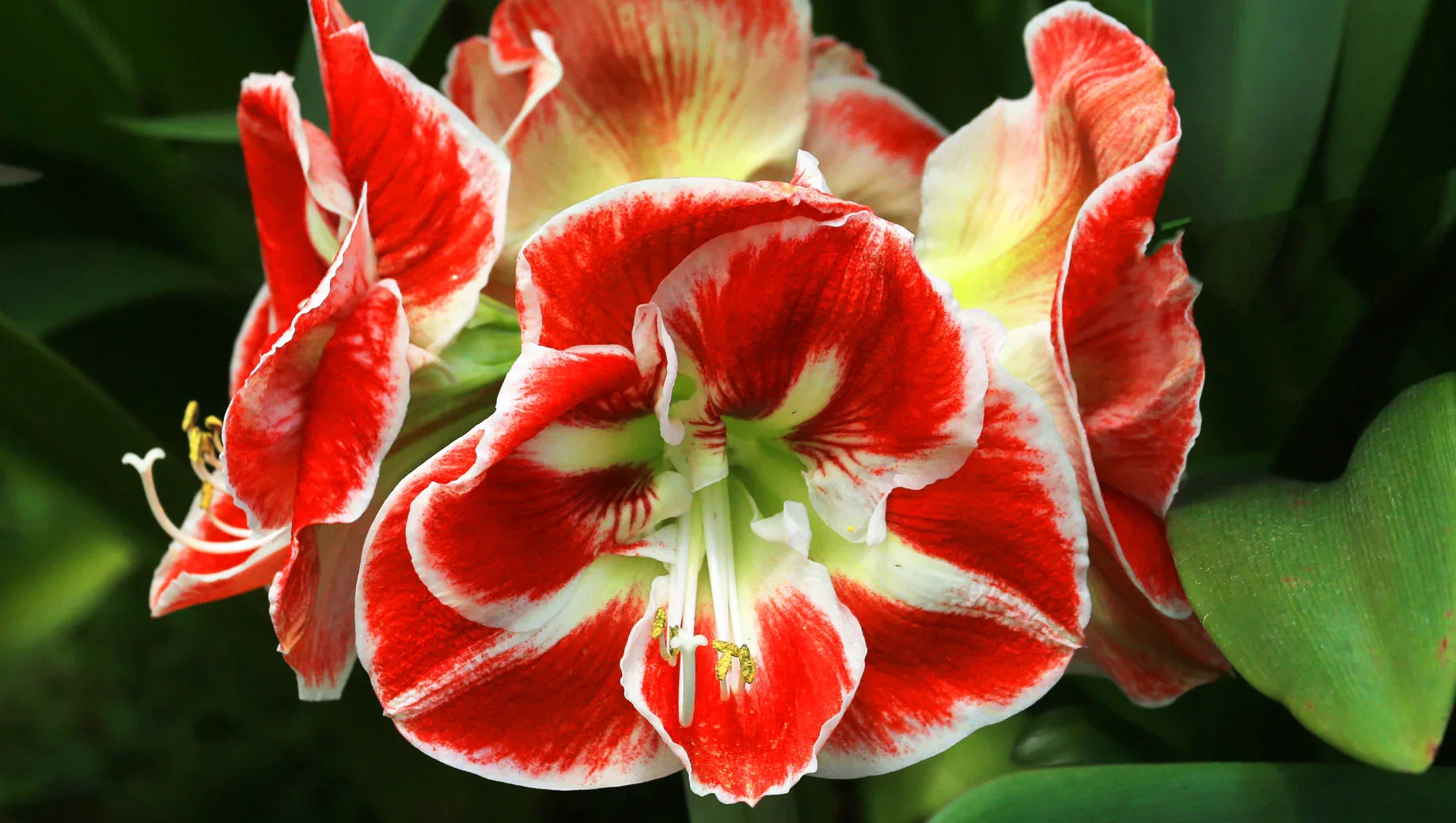 Amaryllis: The Elegant Bloom of Pride and Success