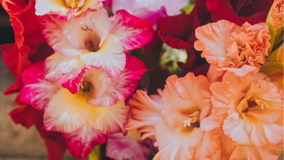 August Birth Flower: Gladiolus Meaning, Symbolism & Birthday Gift Ideas