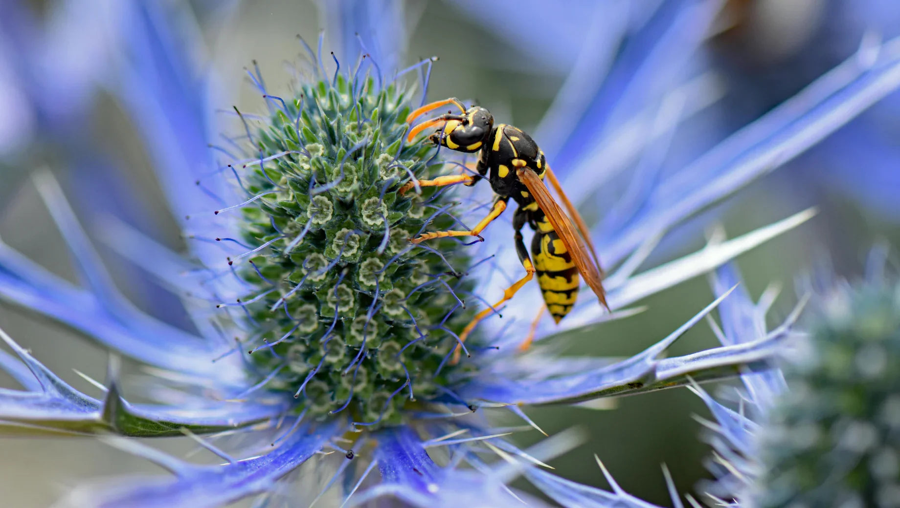 Close-up of a yellow and black wasp on a spiky blue thistle flower in natural light