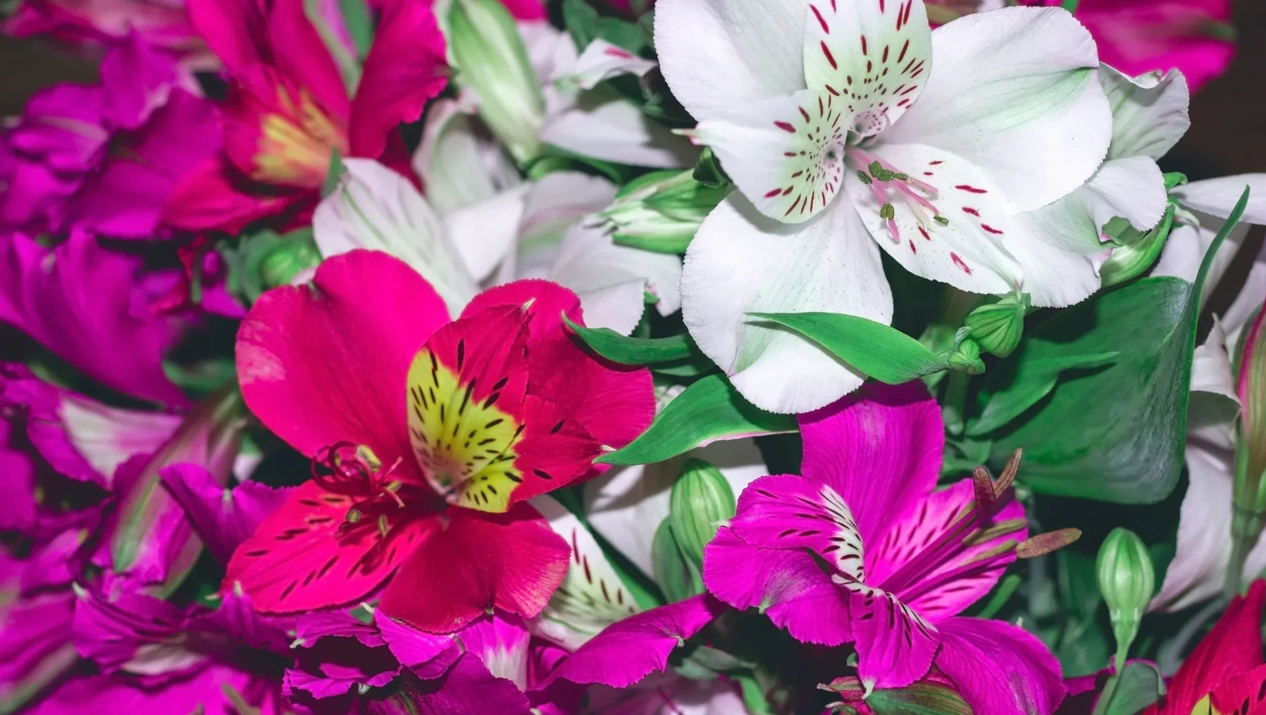 Alstroemeria: The Peruvian Lily that Symbolizes Friendship, Devotion, and Enduring Bonds - BestBloomBuddy
