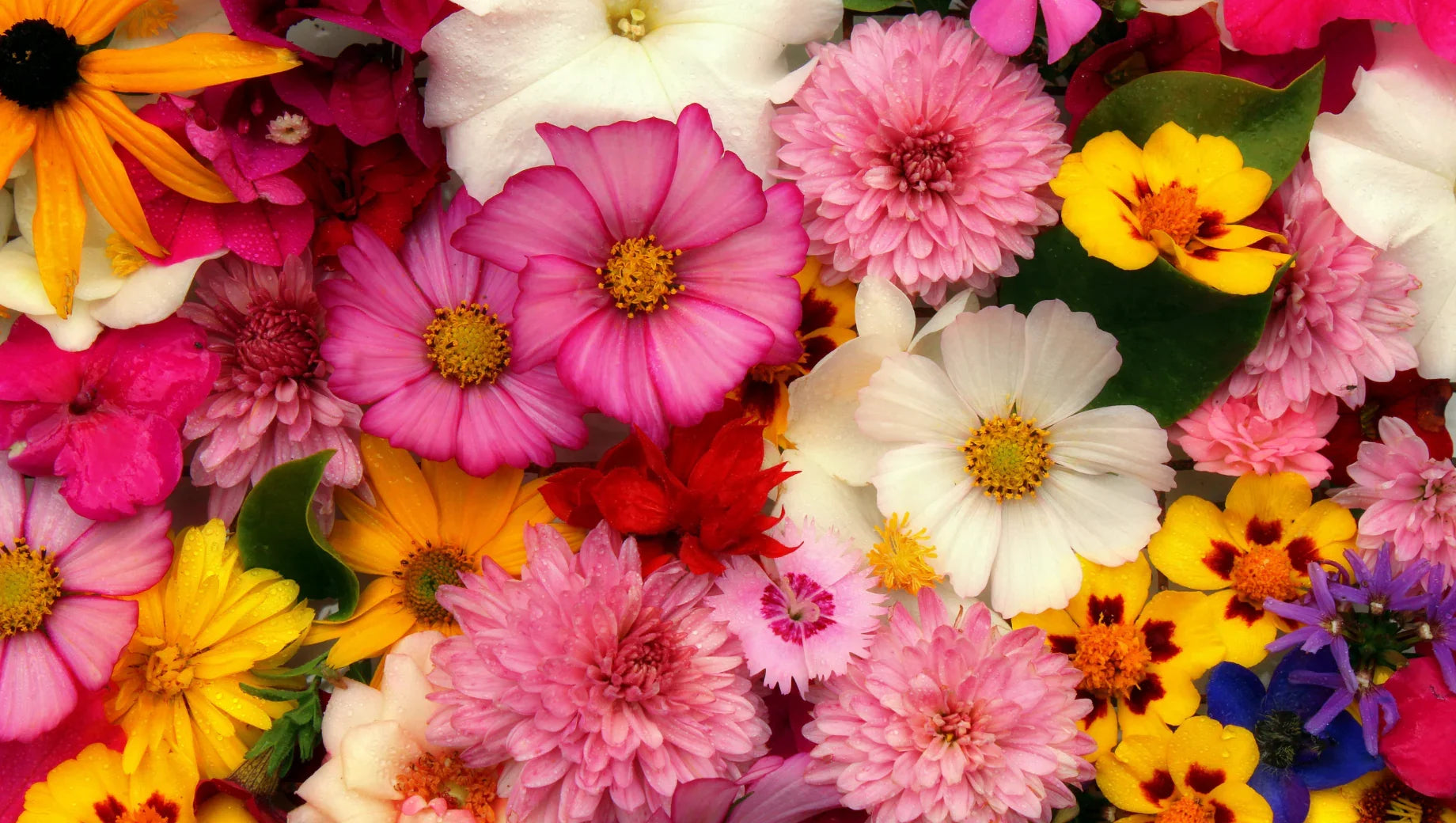 Close-up of colorful mixed flowers including pink, yellow, white, orange, and purple blooms with green leaves