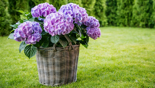 Hydrangea Colors and Their Symbolic Meanings