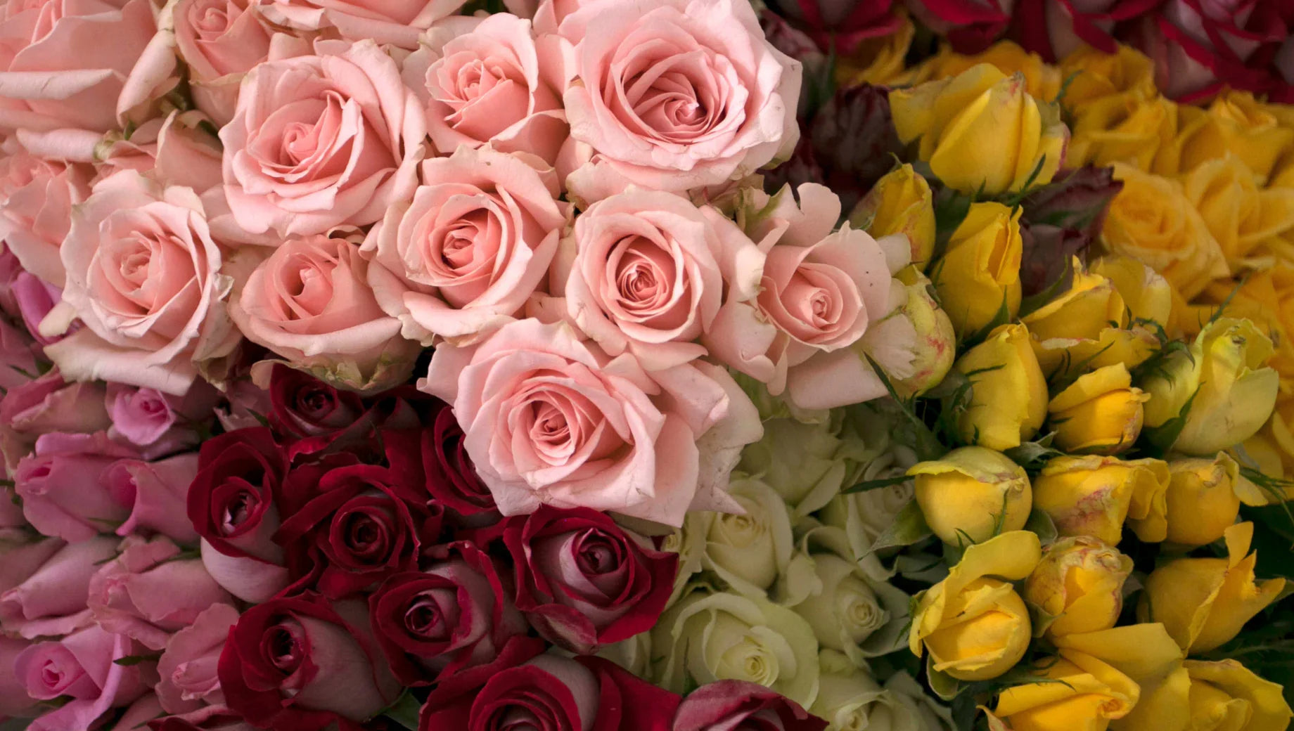 Close-up of assorted fresh roses in pink, red, white, and yellow shades