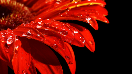 The Power of Red: Top 10 Popular Red Flowers and Their Meanings