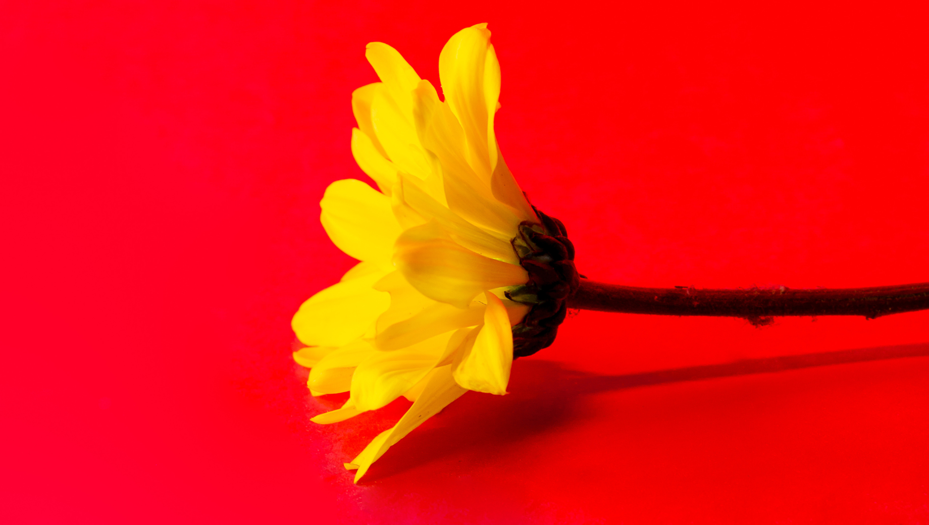 Chinese & Lunar New Year Flowers in Thailand