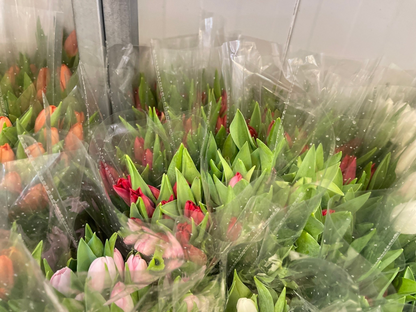 Timeless Tulips - 30 Tulips in Flower Vase - BestBloomBuddy