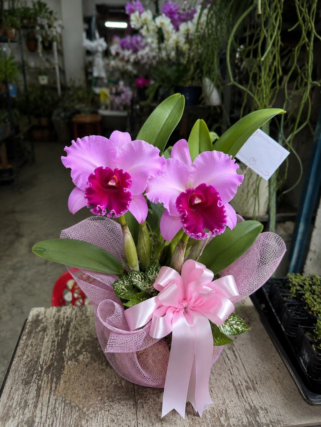 Cattleya Orchid (1–2 plants included) กล้วยไม้แคทลียาในกระเช้าตกแต่งสวยงาม 1-2 ต้น - BestBloomBuddy