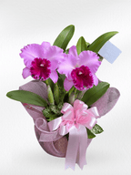 Cattleya_Orchid - BestBloomBuddy