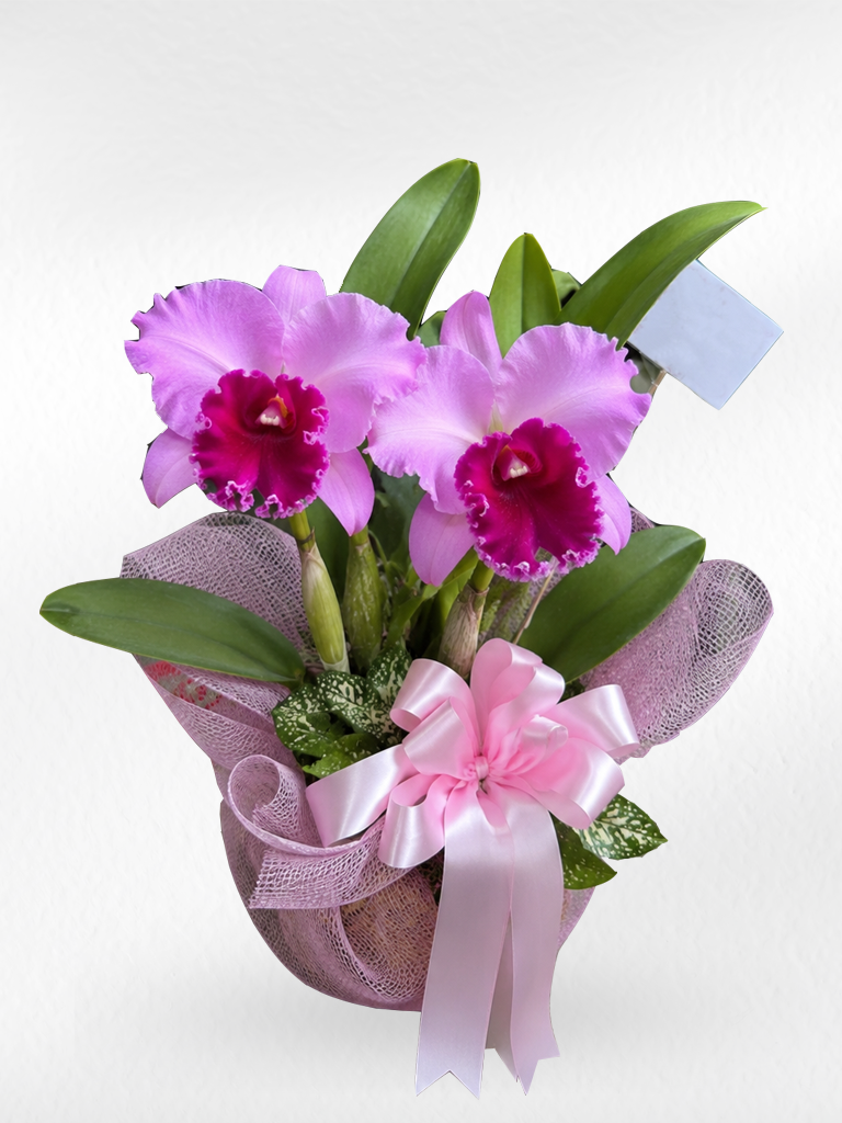 Cattleya Orchid (1–2 plants included) กล้วยไม้แคทลียาในกระเช้าตกแต่งสวยงาม 1-2 ต้น - BestBloomBuddy