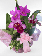 Cattleya_Orchid_cd400f84-1d3a-4c4b-9718-74cc11167c93 - BestBloomBuddy