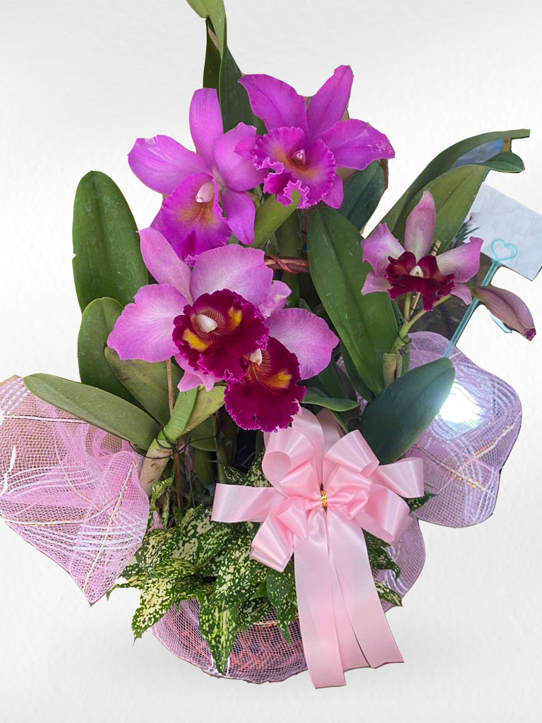 Cattleya Orchid (3–4 plants included) กล้วยไม้แคทลียาในกระเช้าตกแต่งสวยงาม 3-4 ต้น - BestBloomBuddy