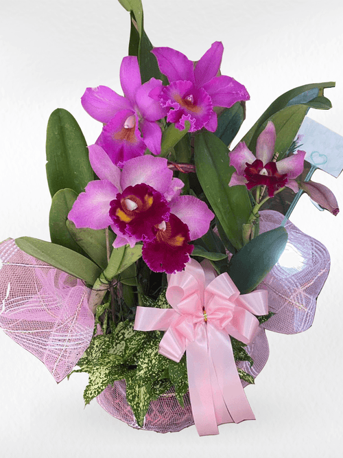 Cattleya_Orchid_cd400f84-1d3a-4c4b-9718-74cc11167c93 - BestBloomBuddy