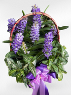 Rhynchostylis Orchid (5–6 plants included) กล้วยไม้เขาแกะในกระเช้าตกแต่งสวยงาม 5-6 ต้น
