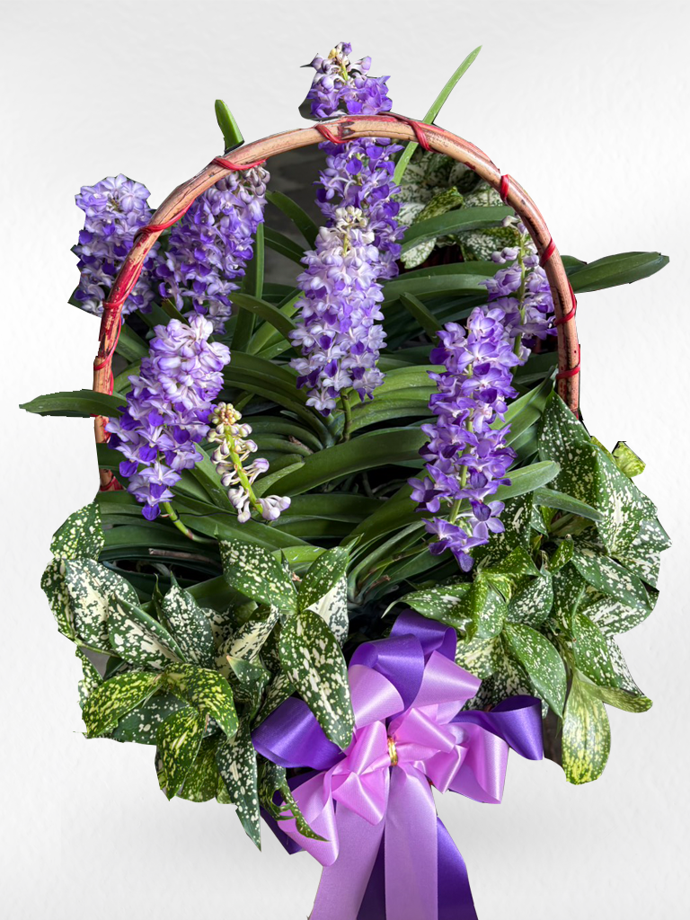 Rhynchostylis Orchid (5–6 plants included) กล้วยไม้เขาแกะในกระเช้าตกแต่งสวยงาม 5-6 ต้น