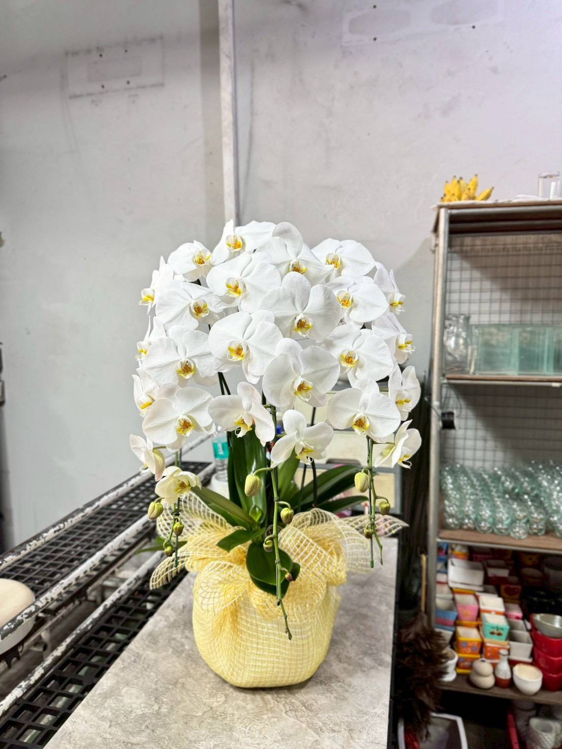 White Phalaenopsis Orchid with Yellow Lip (3 Plants) กล้วยไม้ฟาแลนสีขาวปากเหลือง 3 จัดกระถาง - BestBloomBuddy