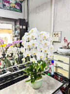 Orchids_in_the_pot_02 - BestBloomBuddy