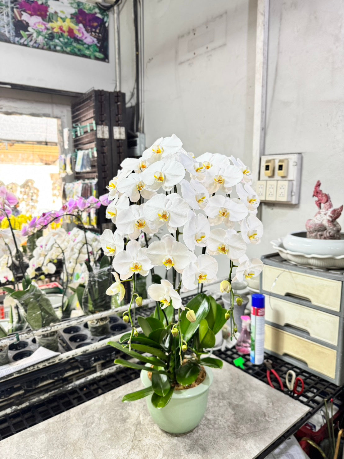 White Phalaenopsis Orchid with Yellow Lip (3 Plants) กล้วยไม้ฟาแลนสีขาวปากเหลือง 3 จัดกระถาง - BestBloomBuddy