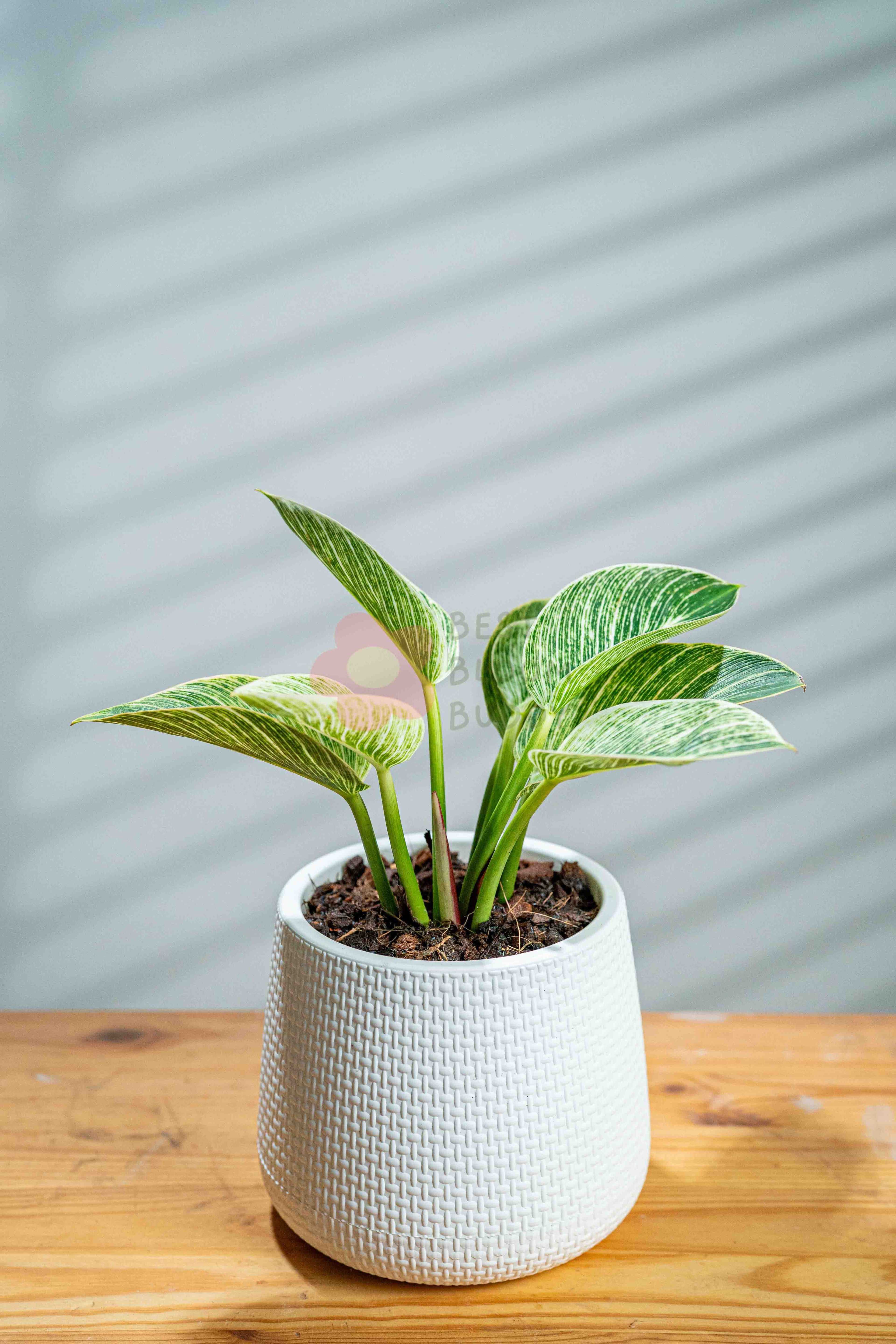 Philodendron 'Birkin' - BestBloomBuddy