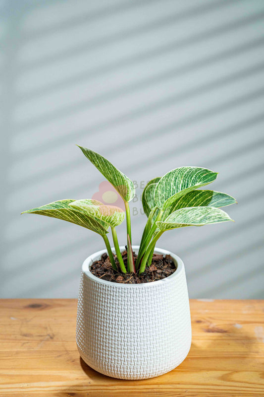 Philodendron 'Birkin'