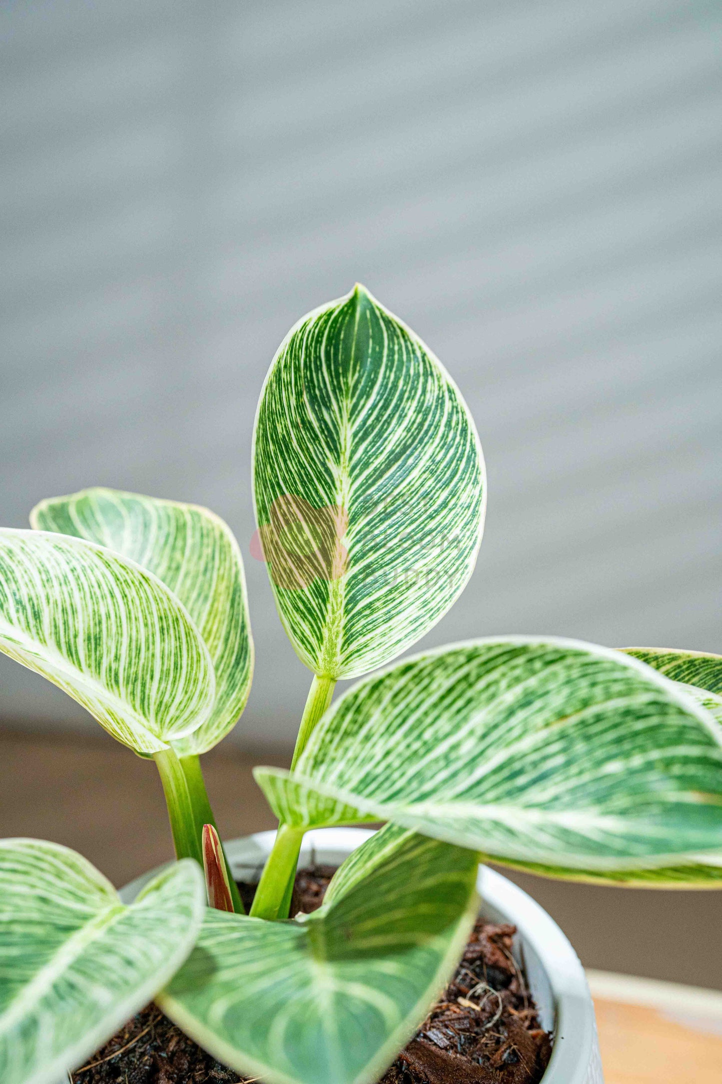 Philodendron 'Birkin'