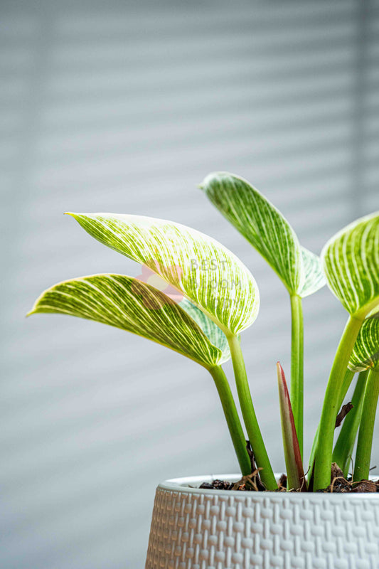 Philodendron 'Birkin'