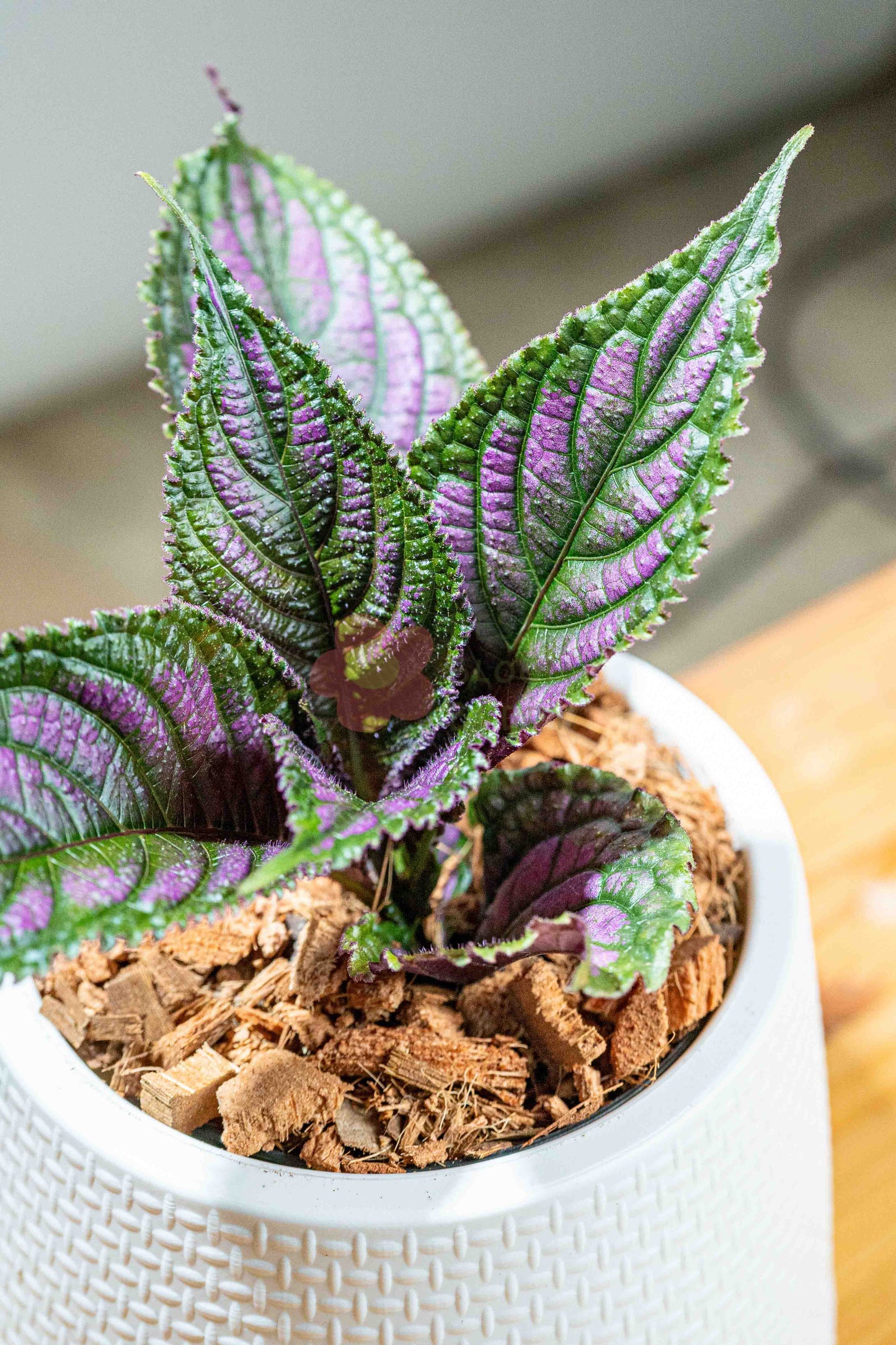 Persian Shield