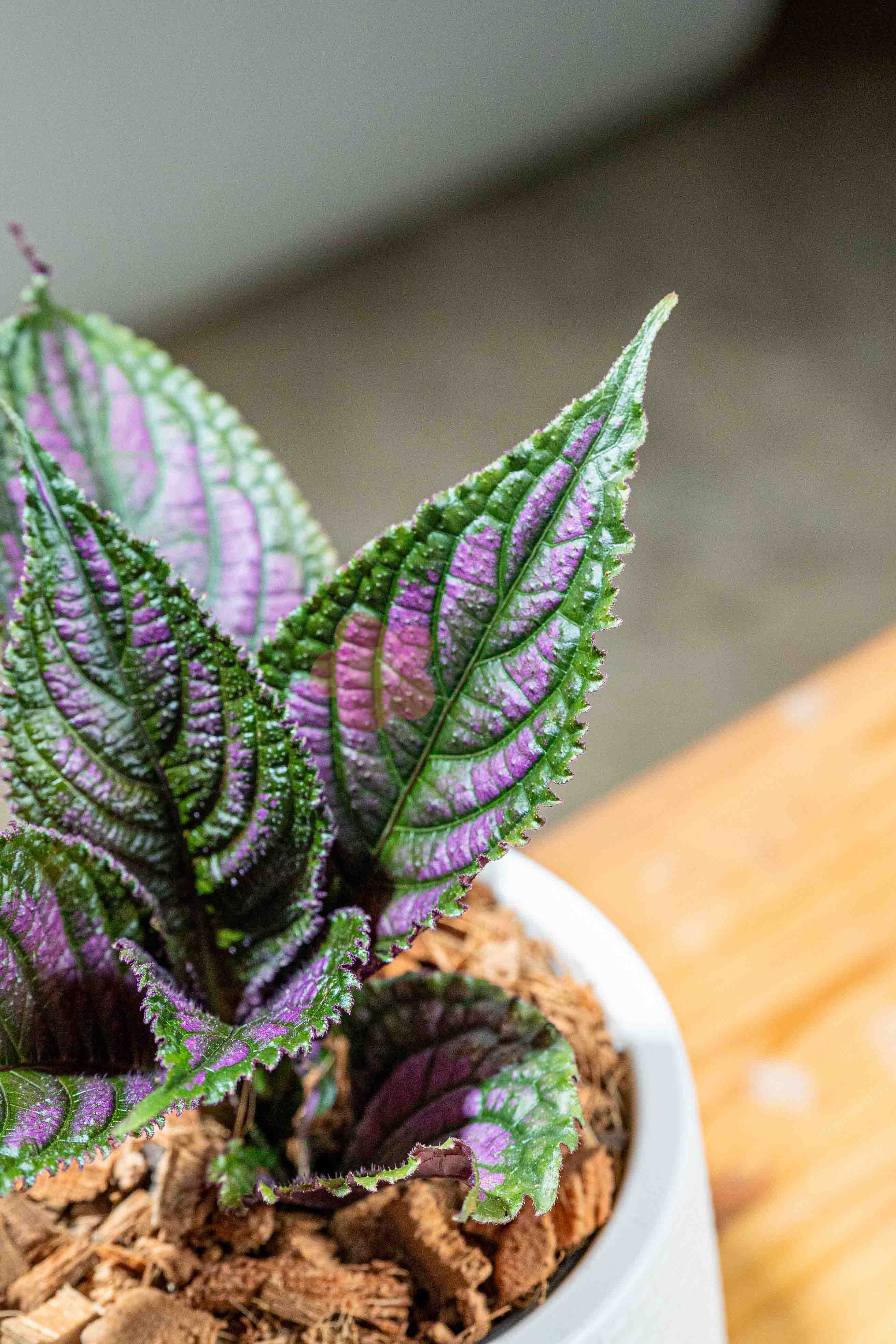 Persian Shield - BestBloomBuddy